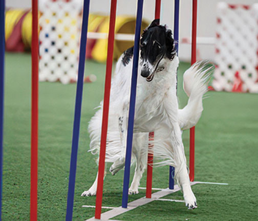 Top Agility Borzoi 2024